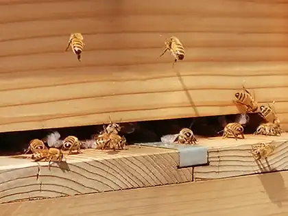 なぜ防腐防蟻工法を扱う会社がミツバチを育てているのか？